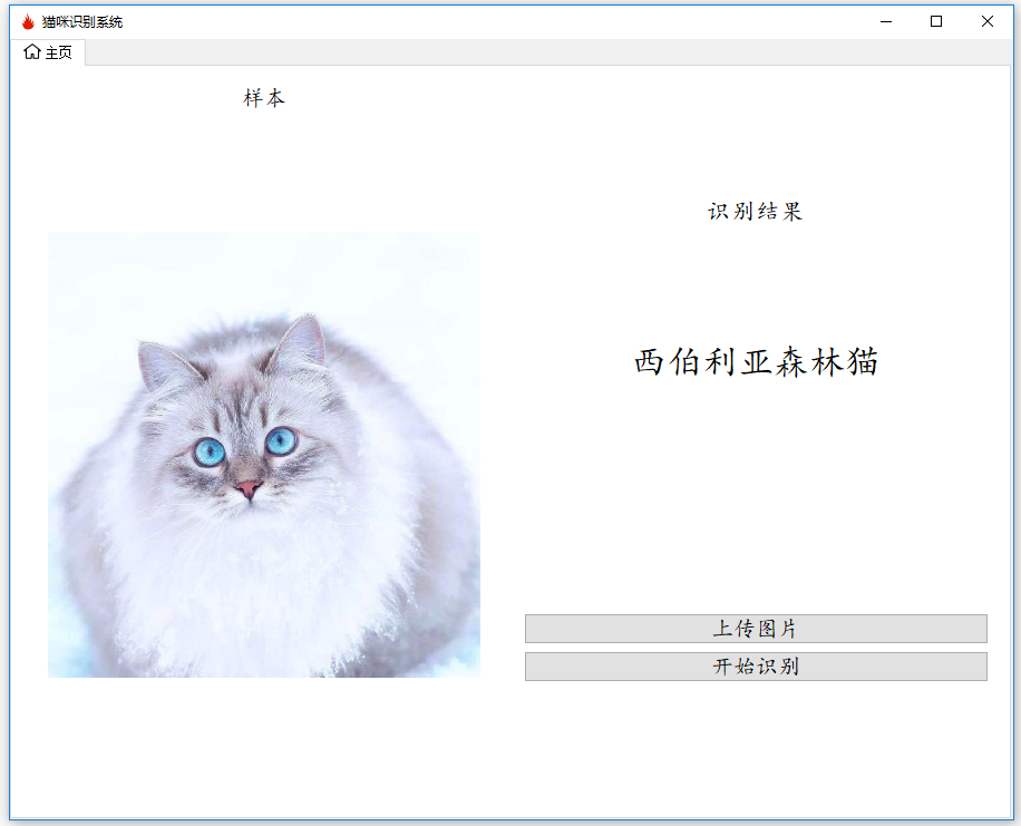 西伯利亞森林貓.PNG