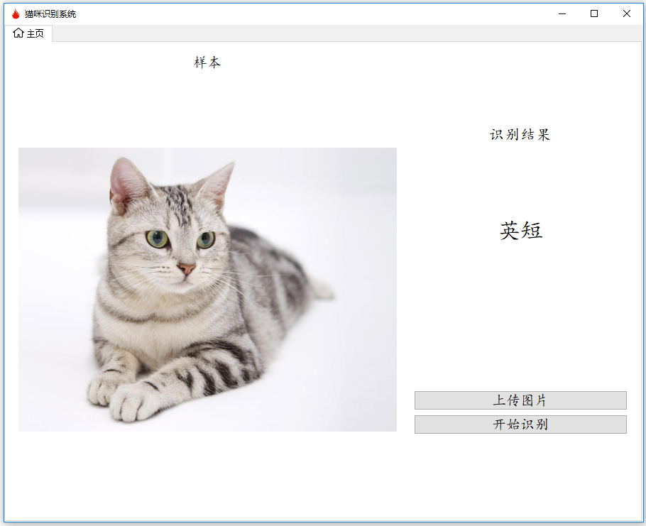 英短.PNG